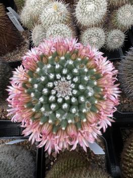 Mammillaria saffordii